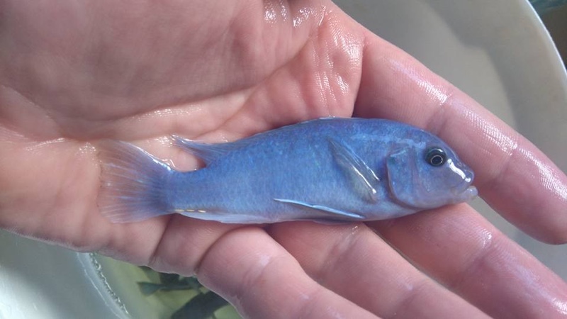 Maylandia callainos 'Chitande Island'